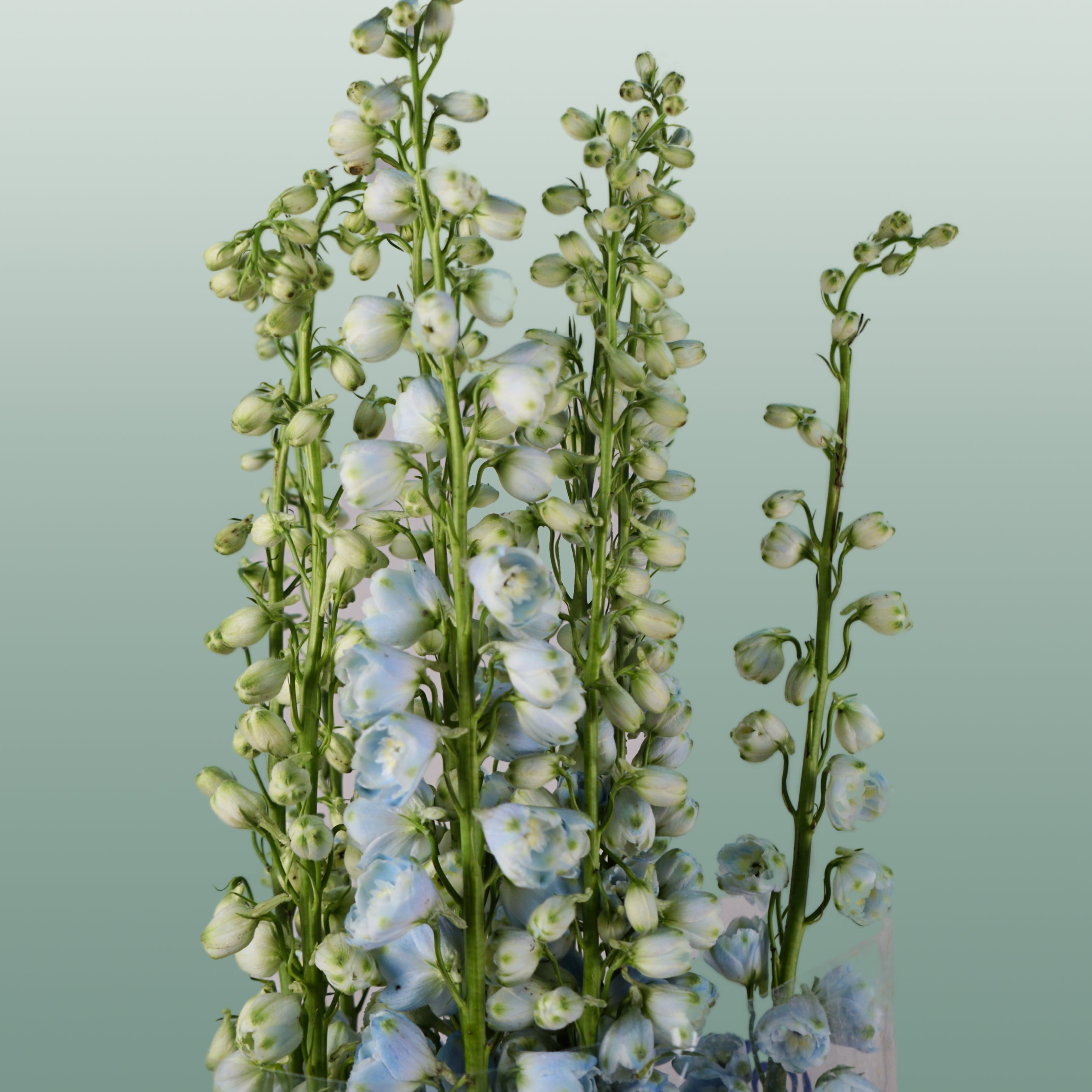 Blue Delphinium ‘Ballkleid’ – 70cm Stems