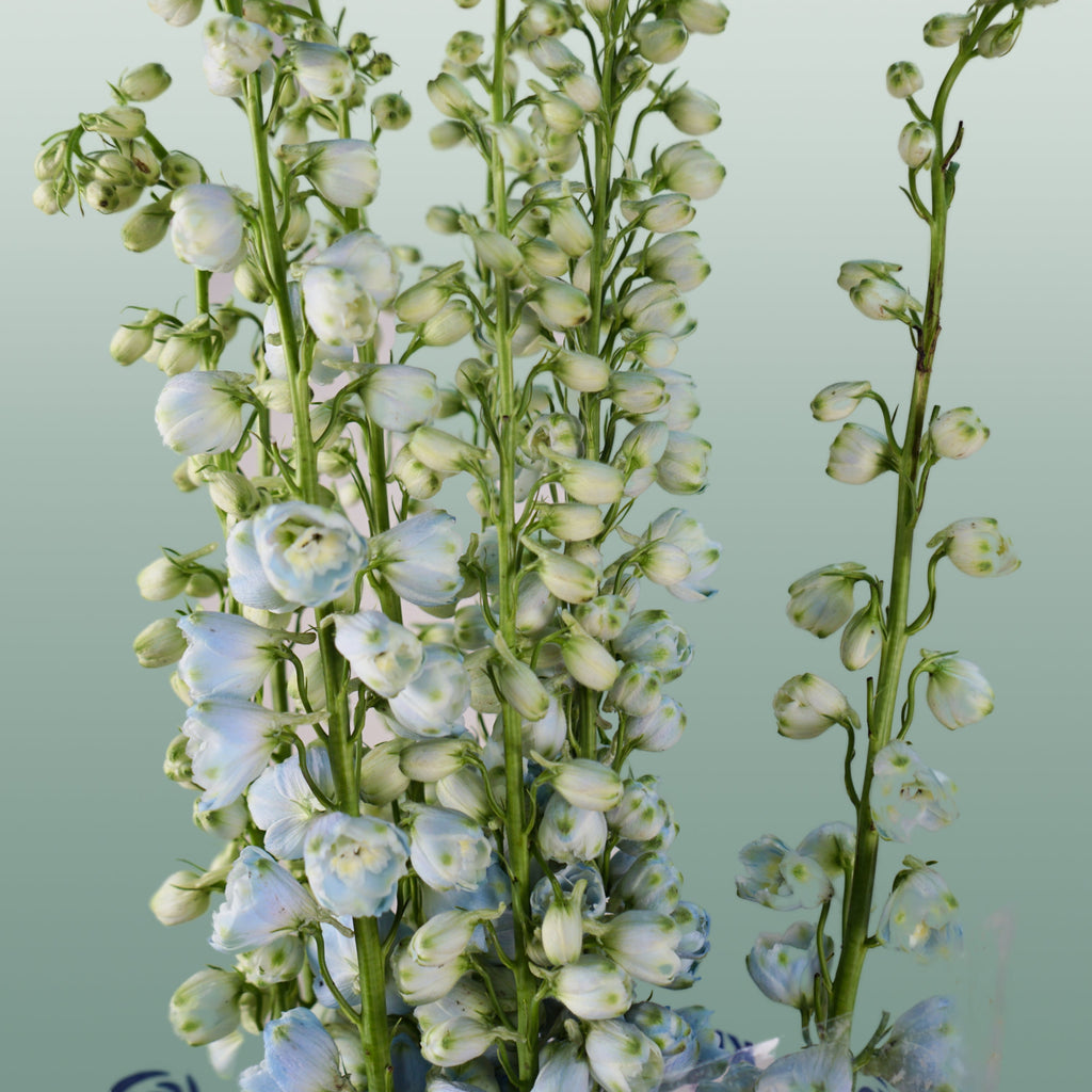 Blue Delphinium ‘Ballkleid’ – 70cm Stems