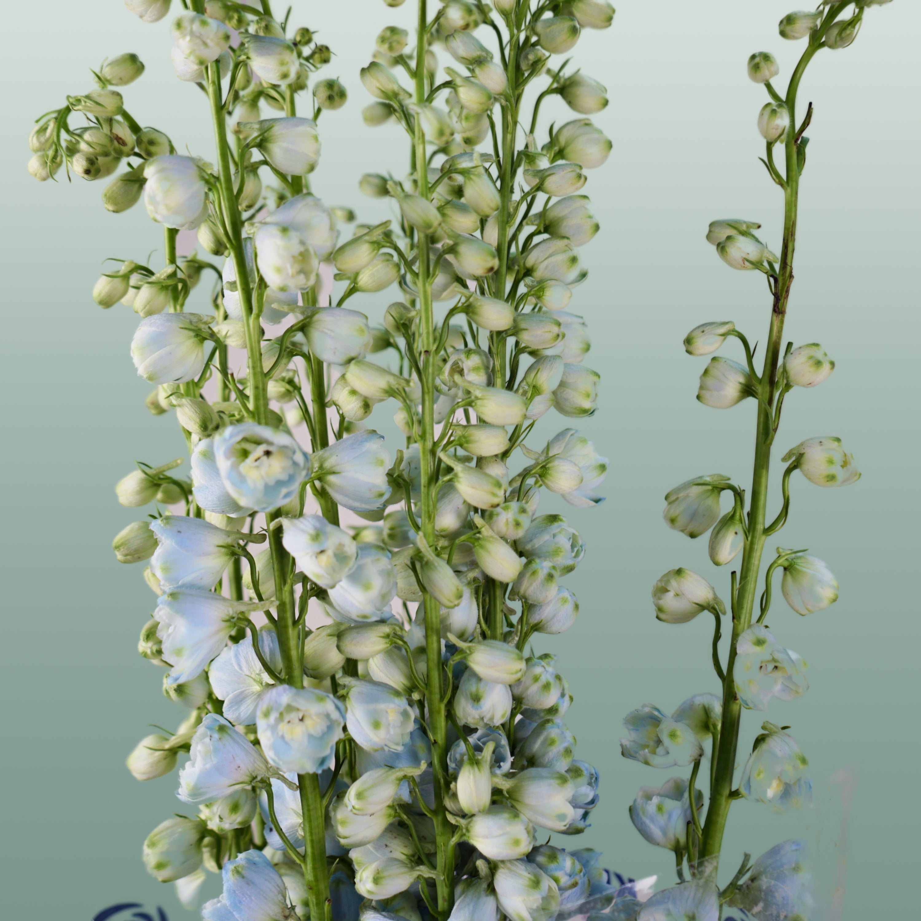 Blue Delphinium ‘Ballkleid’ – 70cm Stems