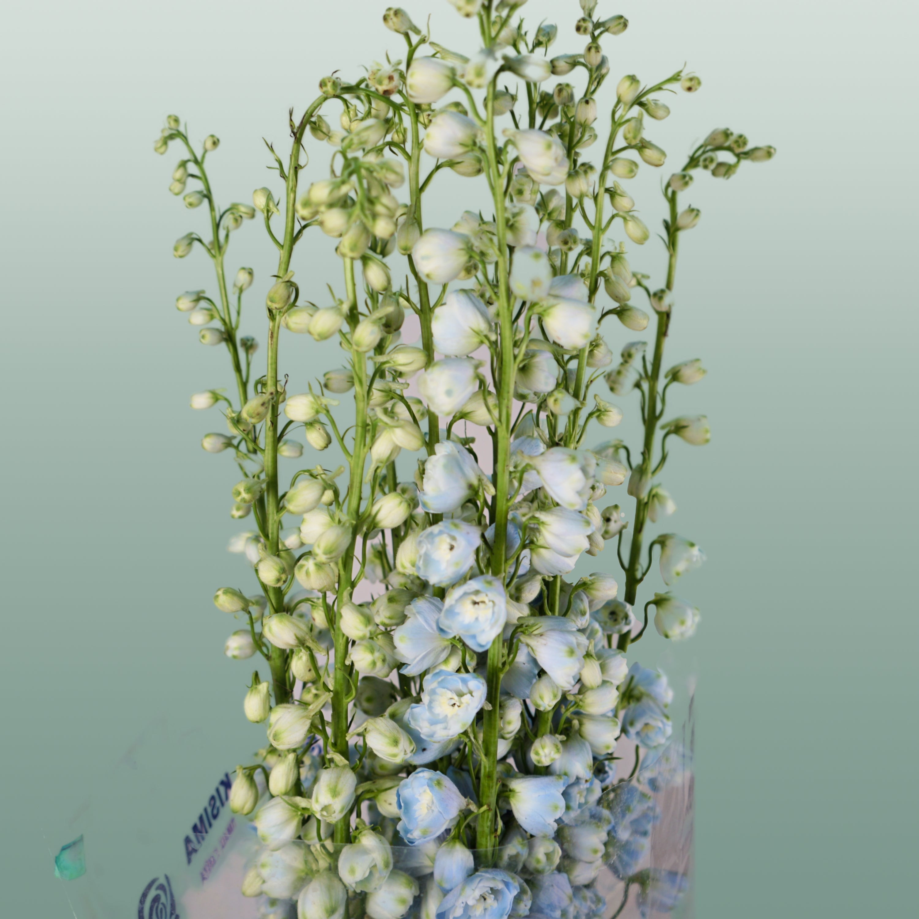 Blue Delphinium ‘Ballkleid’ – 70cm Stems