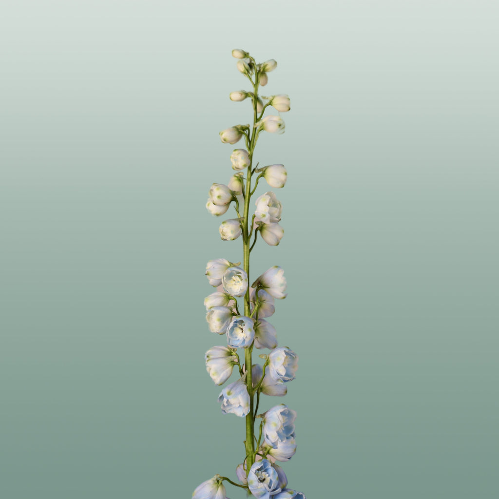 Blue Delphinium ‘Ballkleid’ – 70cm Stems
