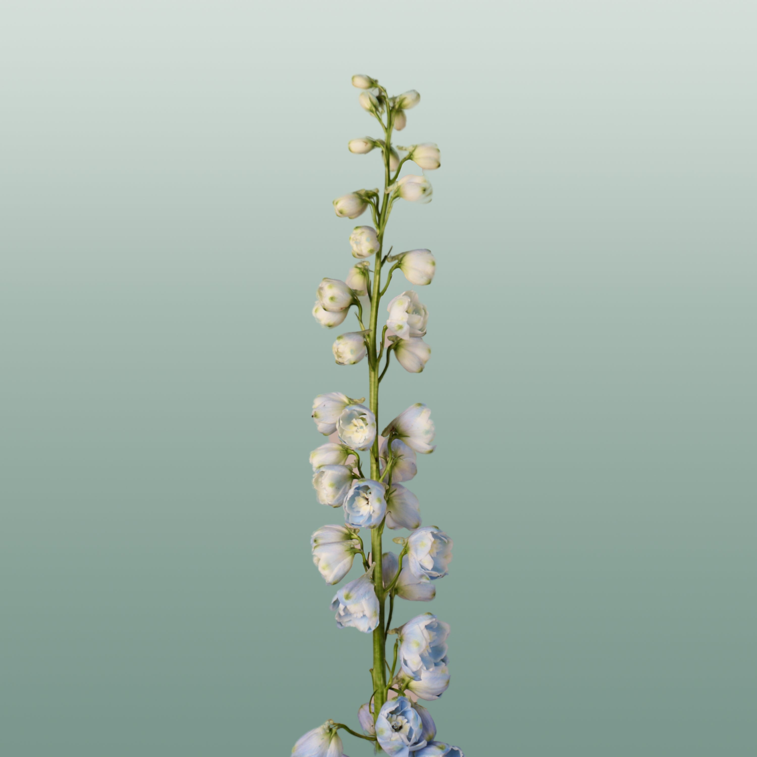 Blue Delphinium ‘Ballkleid’ – 70cm Stems