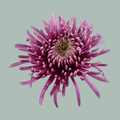 Chrysanthemum - Baltazar Intense