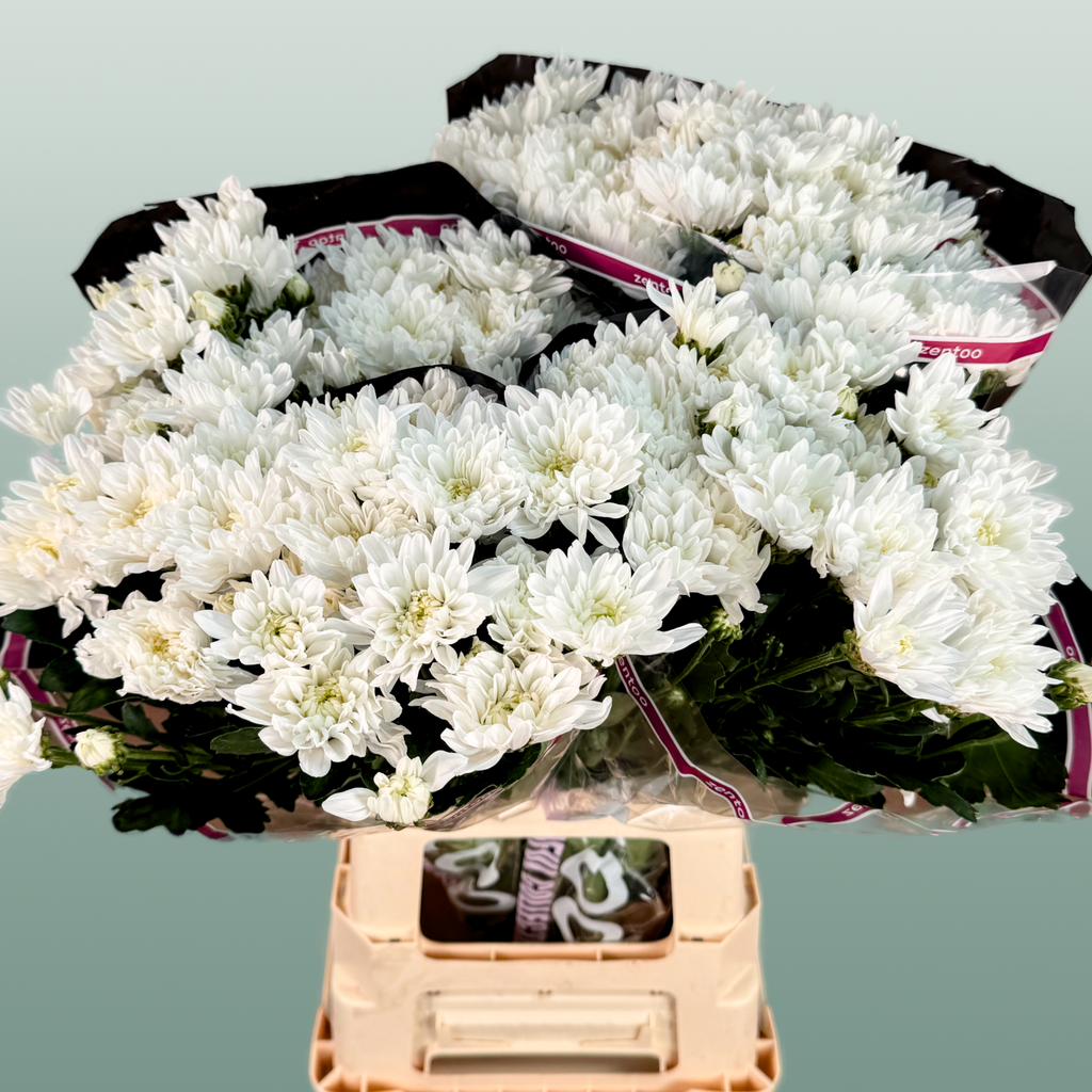 Chrysanthemum Spray Baltica/ White