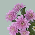 Spray Chrysanthemum - Chrysanthemum - Baltica Pink
