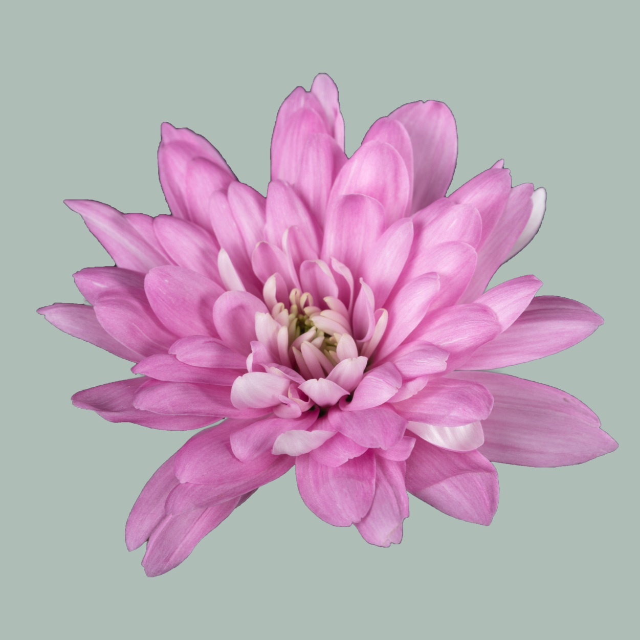 Spray Chrysanthemum - Chrysanthemum - Baltica Pink