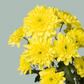 Spray Chrysanthemum - Chrysanthemum - Baltica Yellow