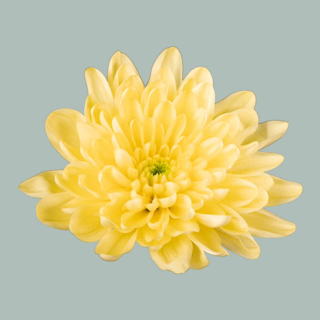 Spray Chrysanthemum - Chrysanthemum - Baltica Yellow