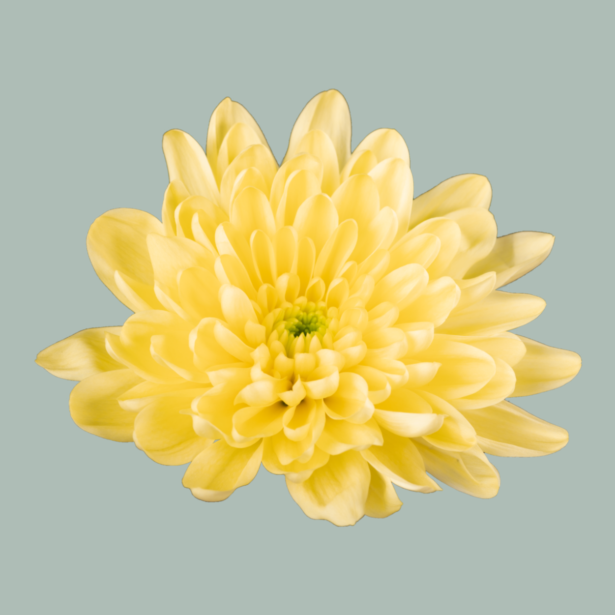 Spray Chrysanthemum - Chrysanthemum - Baltica Yellow