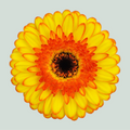 Germini Barbados (20 Stems)