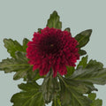 Chrysanthemum G Lamira Red