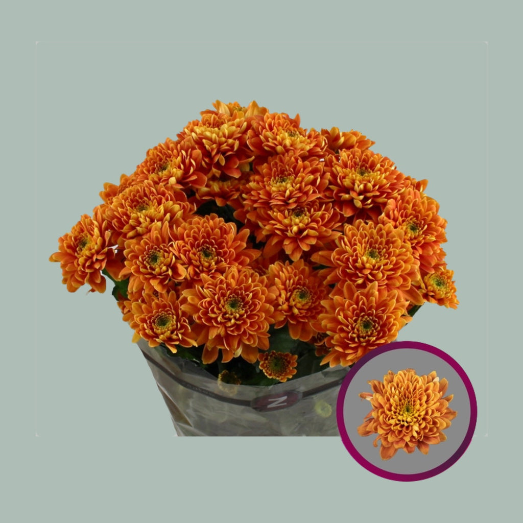 Chrysanthemum Spray Bartoli