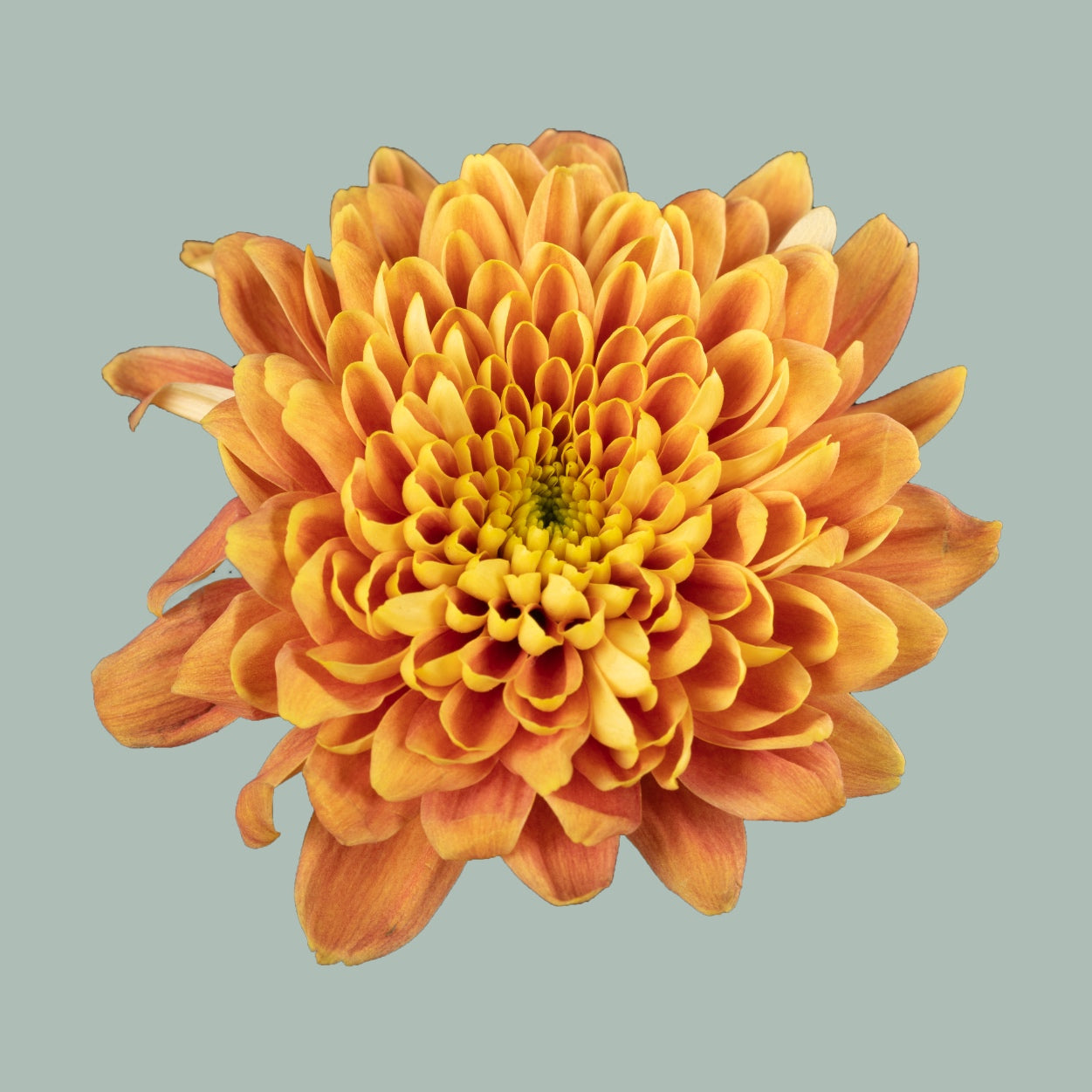Chrysanthemum Spray Bartoli