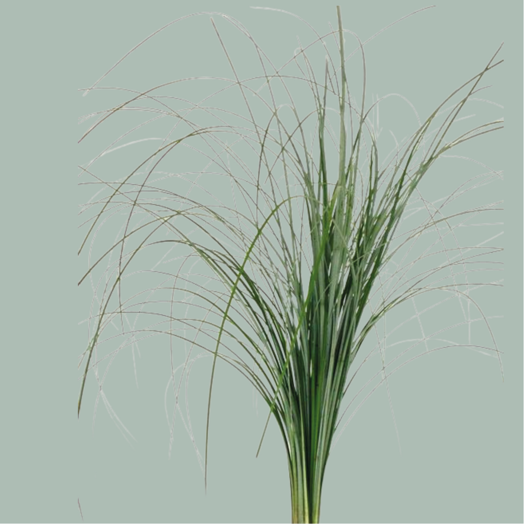 Beargrass - Beargrass per bos