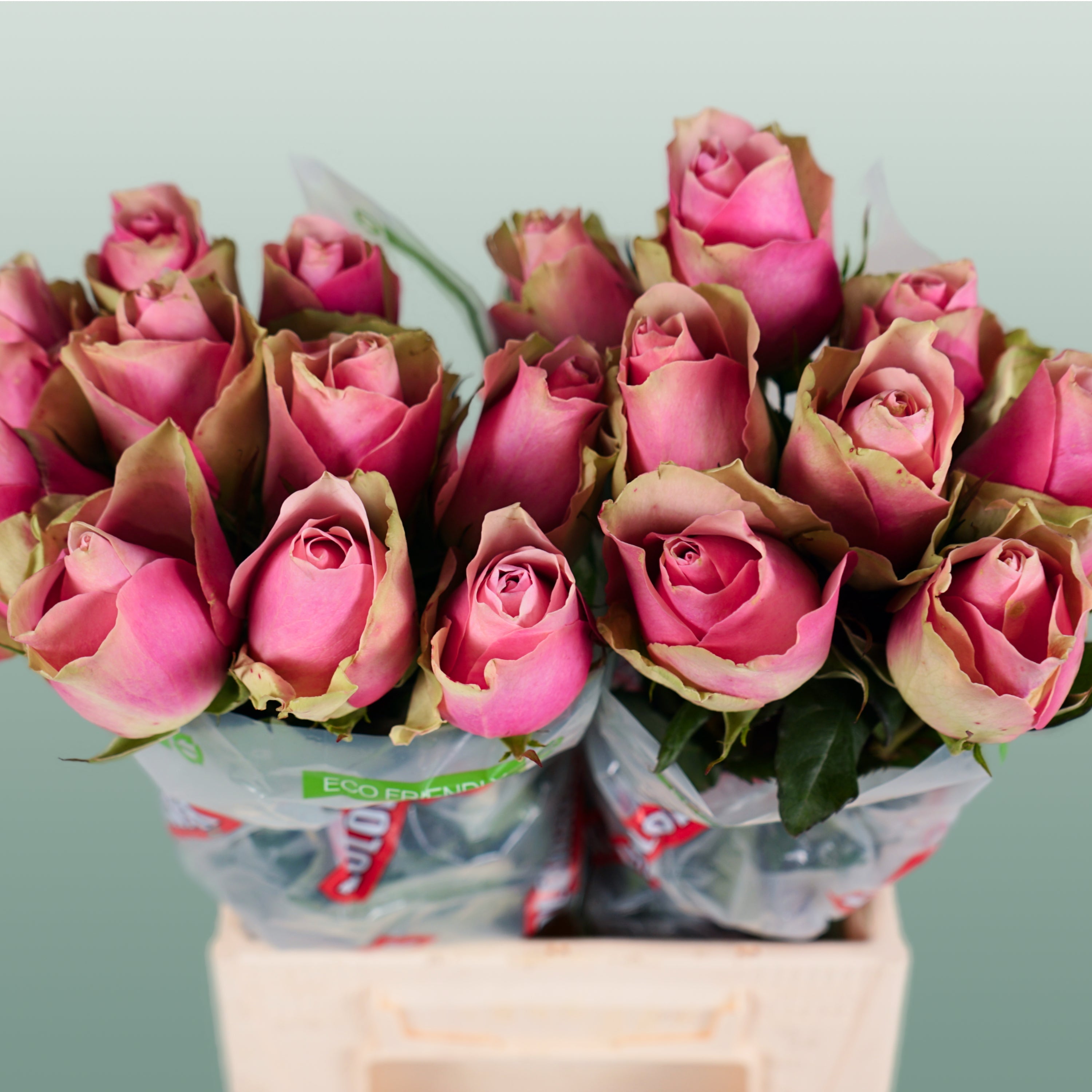 Rose - Rosa - Belle Rose
