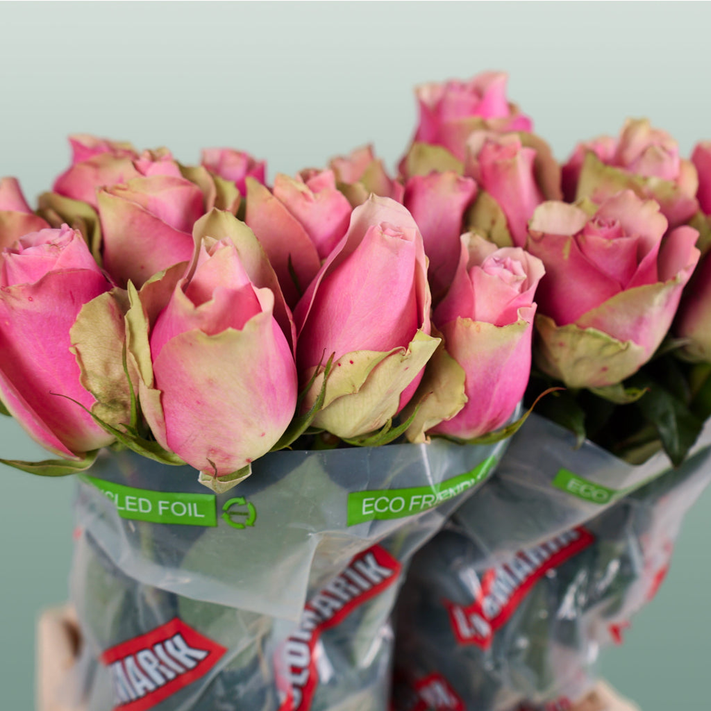 Rose - Rosa - Belle Rose