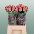 Rose - Rosa - Belle Rose
