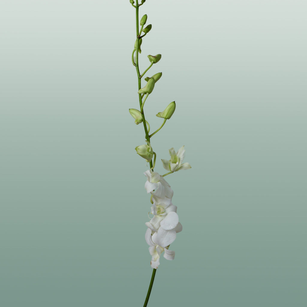 Dendrobium Orchid – Big White