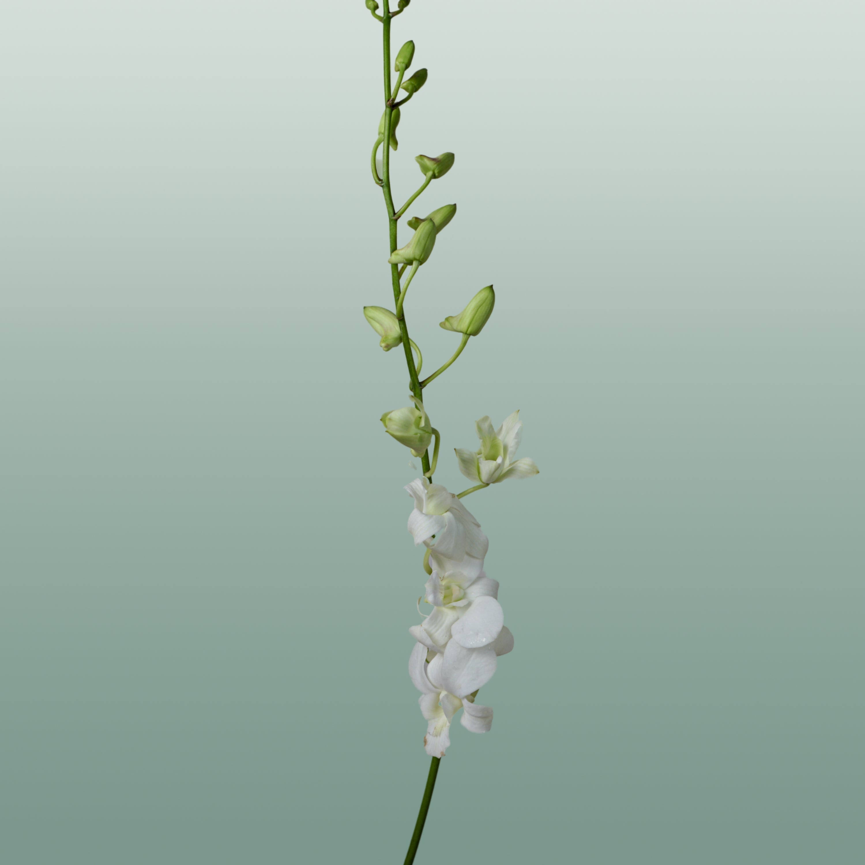 Dendrobium Orchid – Big White