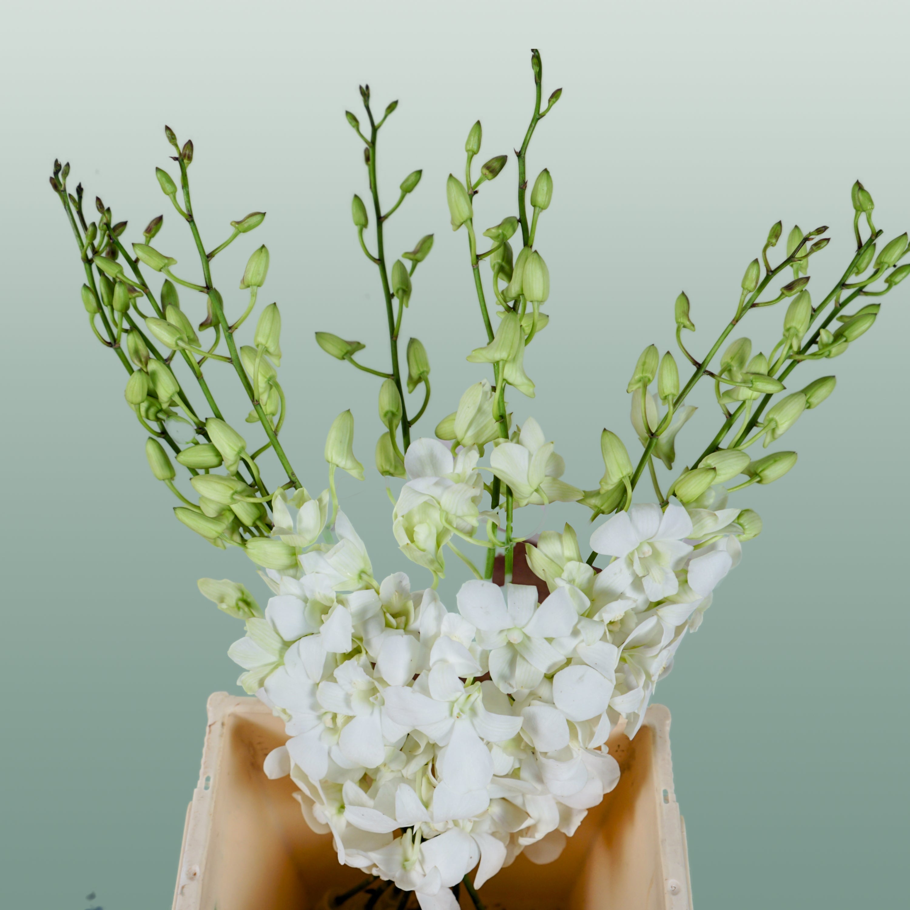 Dendrobium Orchid – Big White