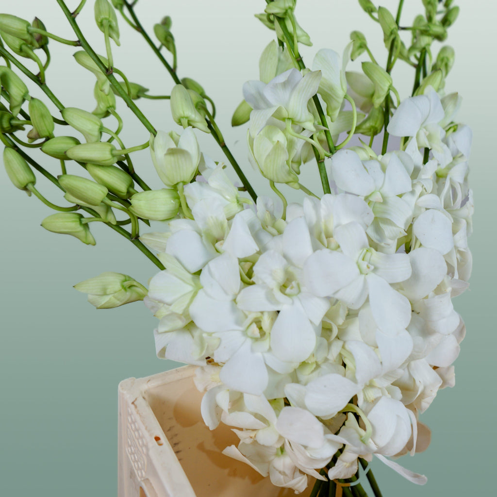 Dendrobium Orchid – Big White