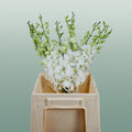 Dendrobium Orchid – Big White