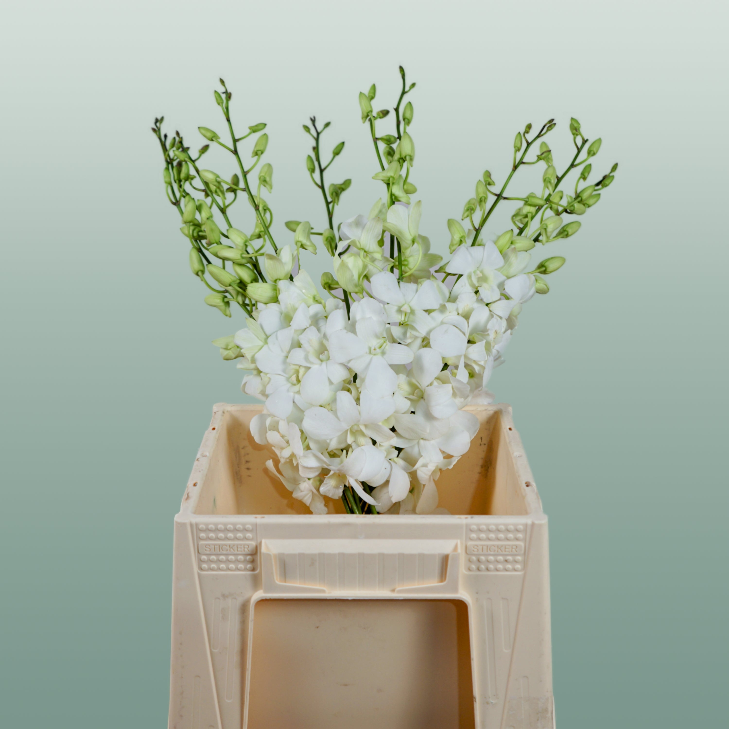 Dendrobium Orchid – Big White