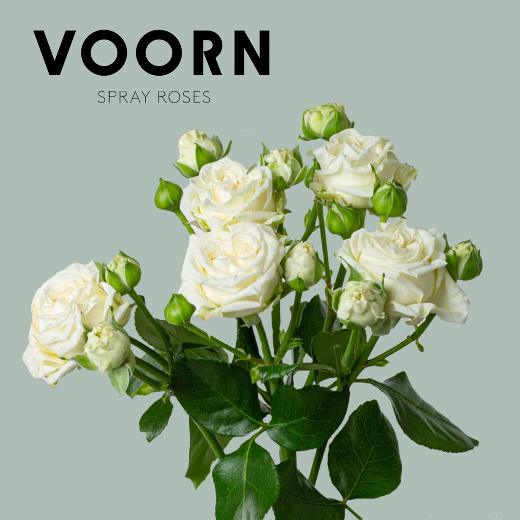 Spray Rose - Rosa - Bridal Flow