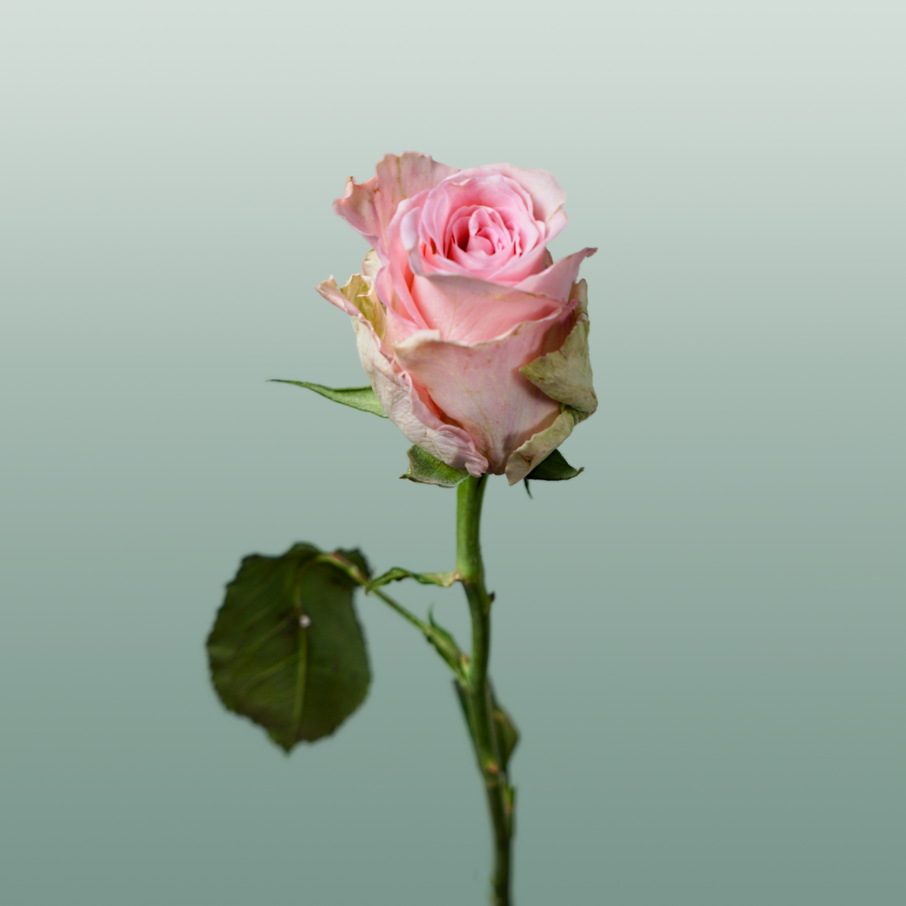 Rose Bisou @
