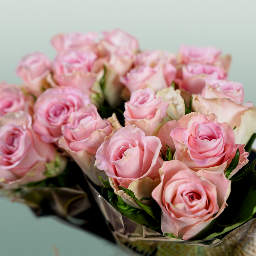 Rose Bisou @