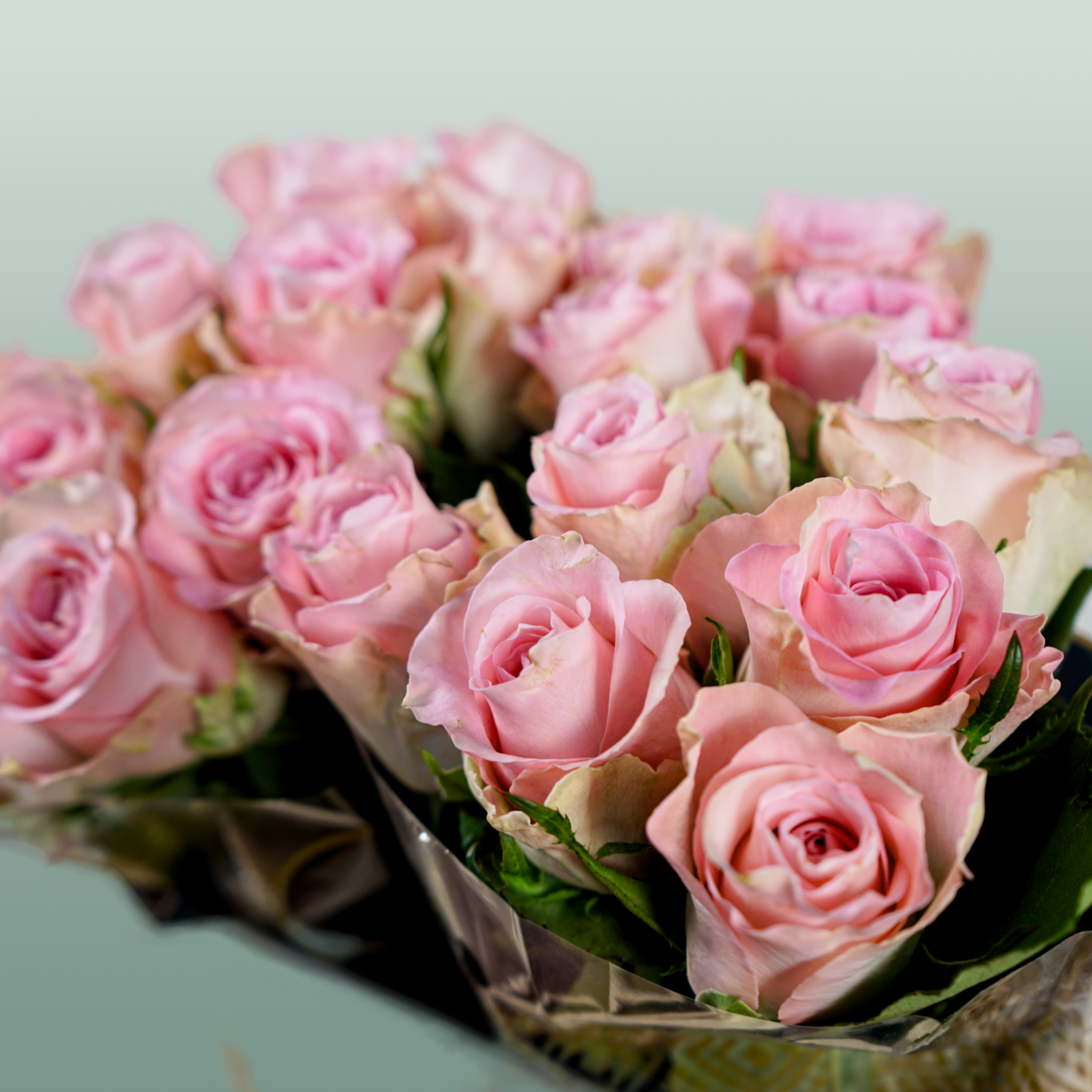 Rose Bisou @