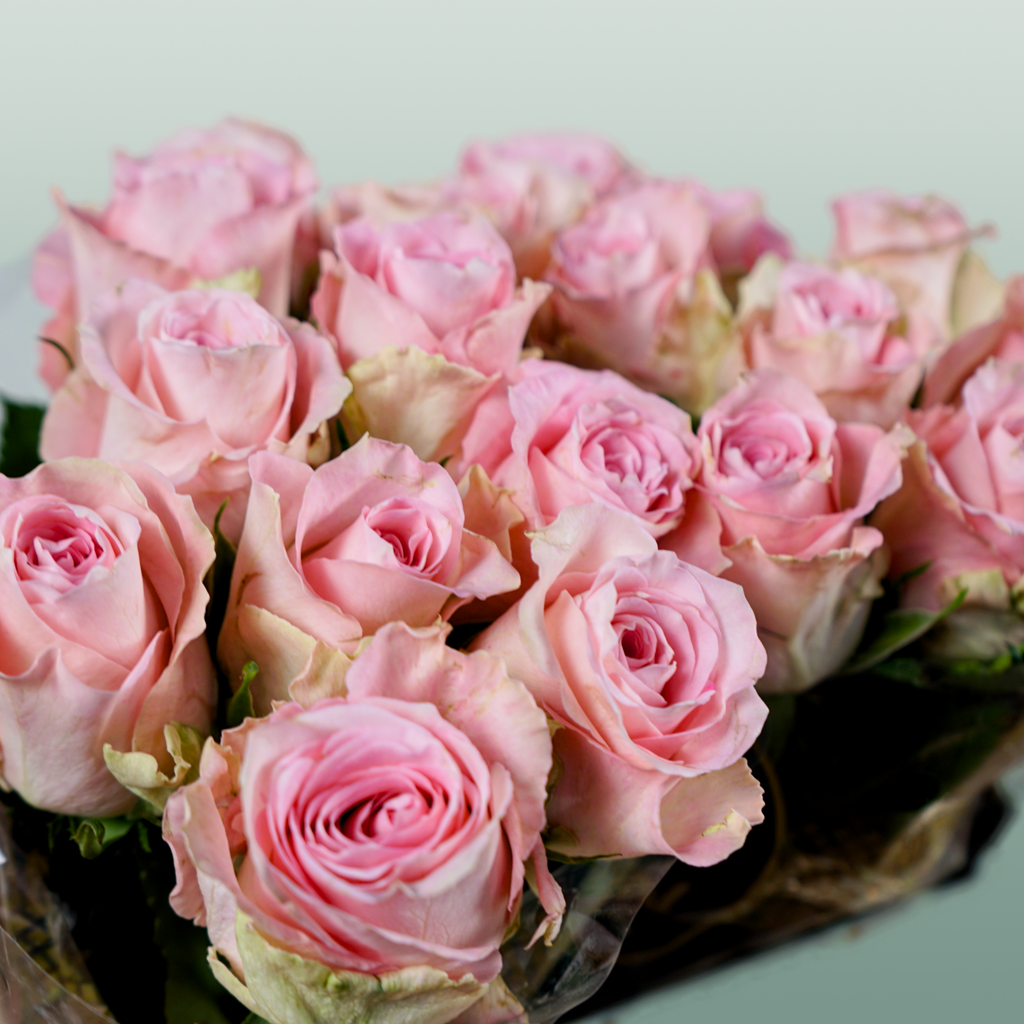 Rose Bisou @