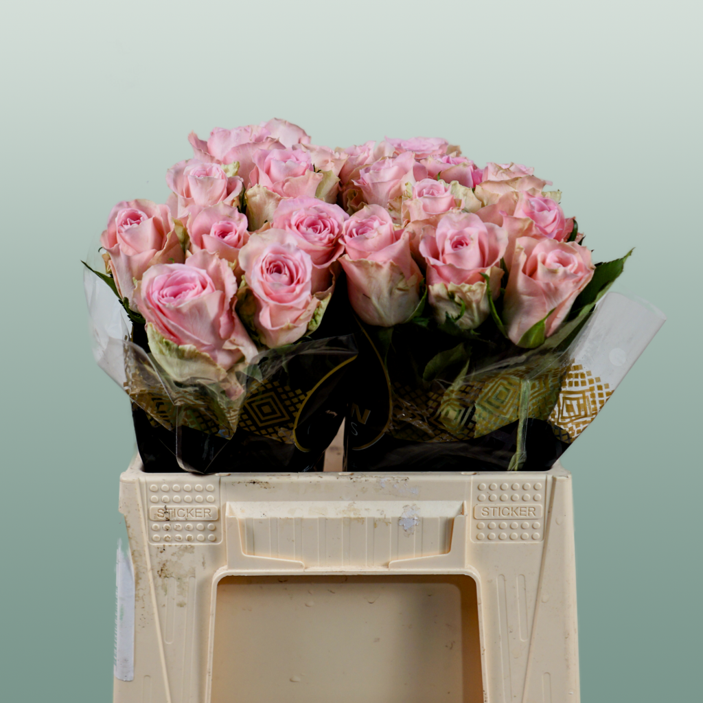 Rose Bisou @