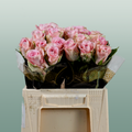 Rose Bisou @
