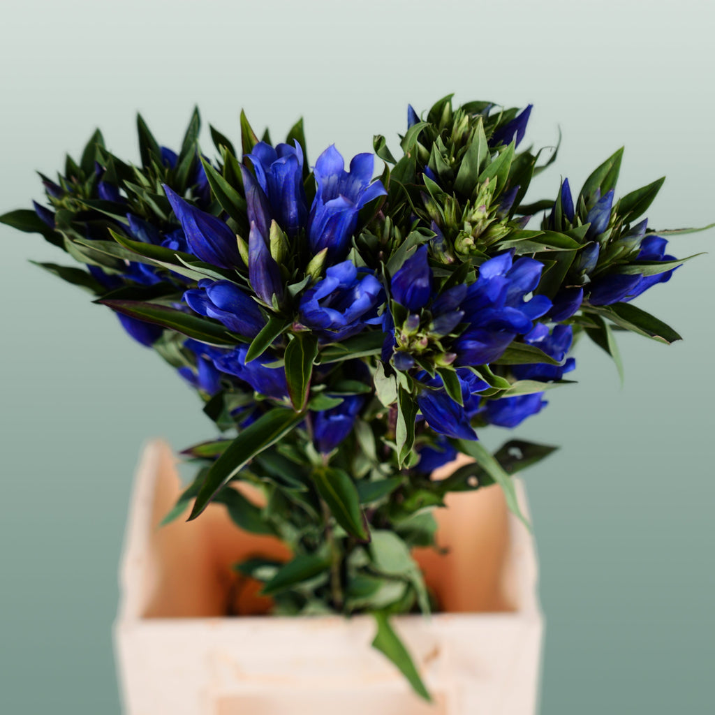 Blue Gentiana ‘Kagayaki’ – 80cm Stems