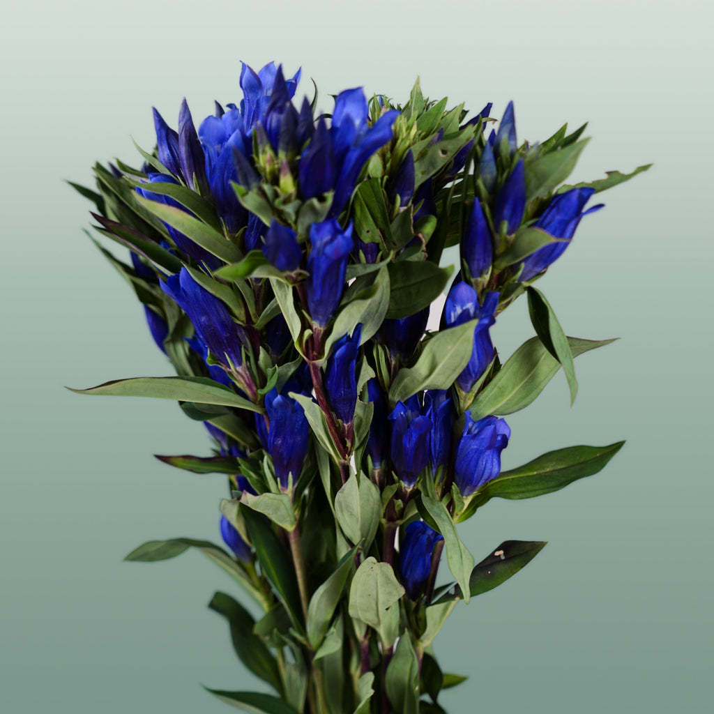 Blue Gentiana ‘Kagayaki’ – 80cm Stems
