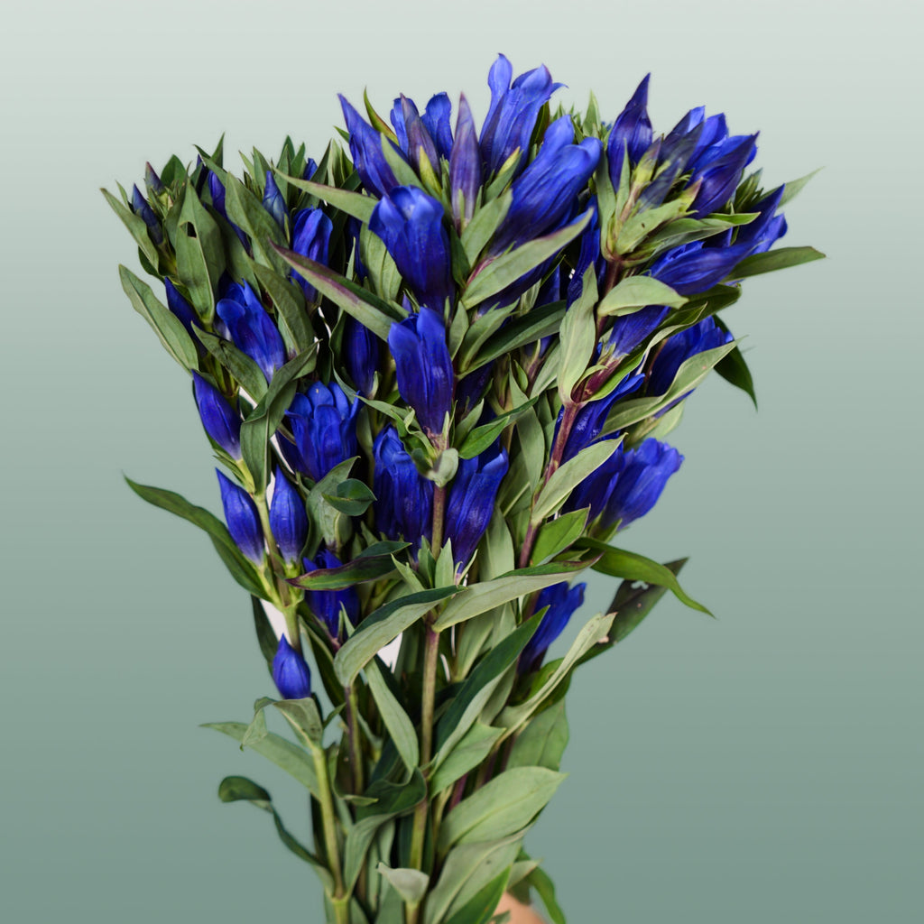 Blue Gentiana ‘Kagayaki’ – 80cm Stems