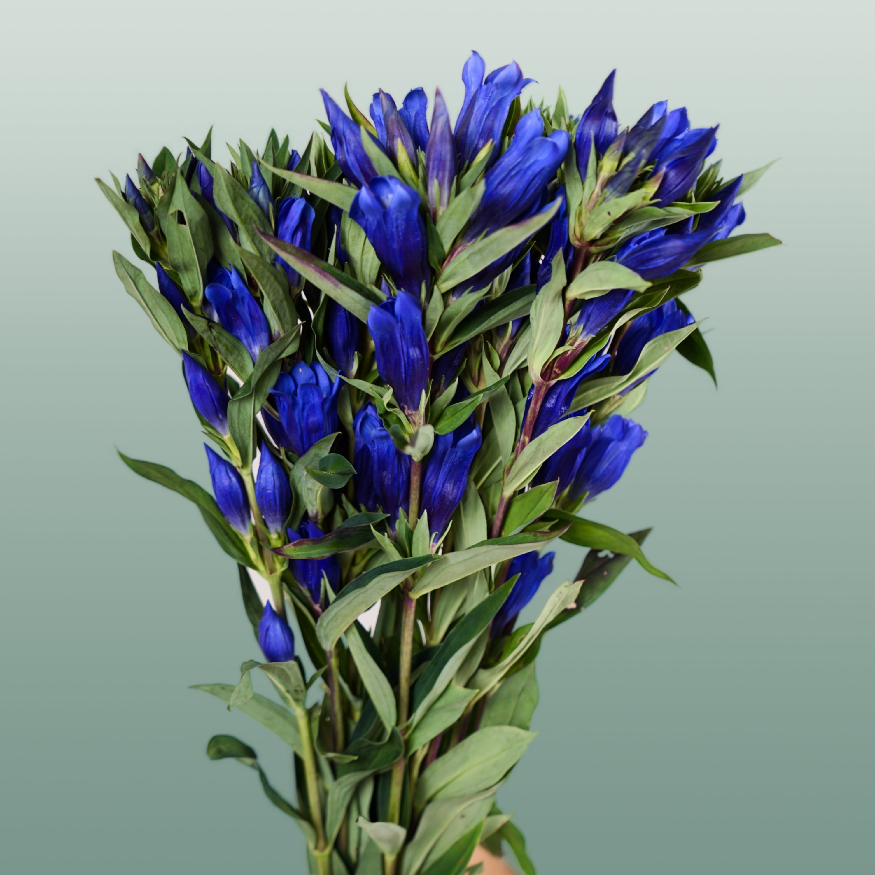 Blue Gentiana ‘Kagayaki’ – 80cm Stems