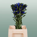 Blue Gentiana ‘Kagayaki’ – 80cm Stems