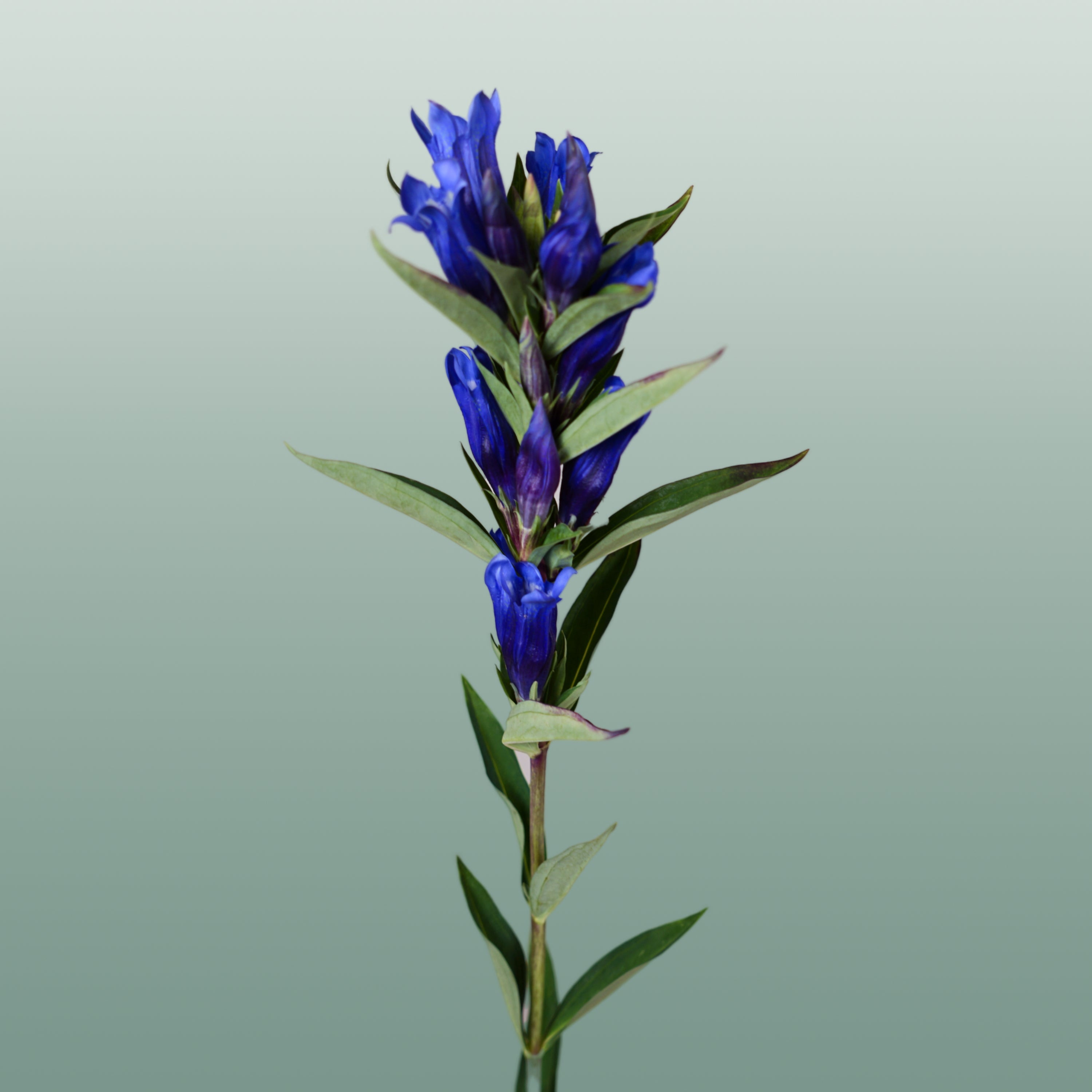 Blue Gentiana ‘Kagayaki’ – 80cm Stems