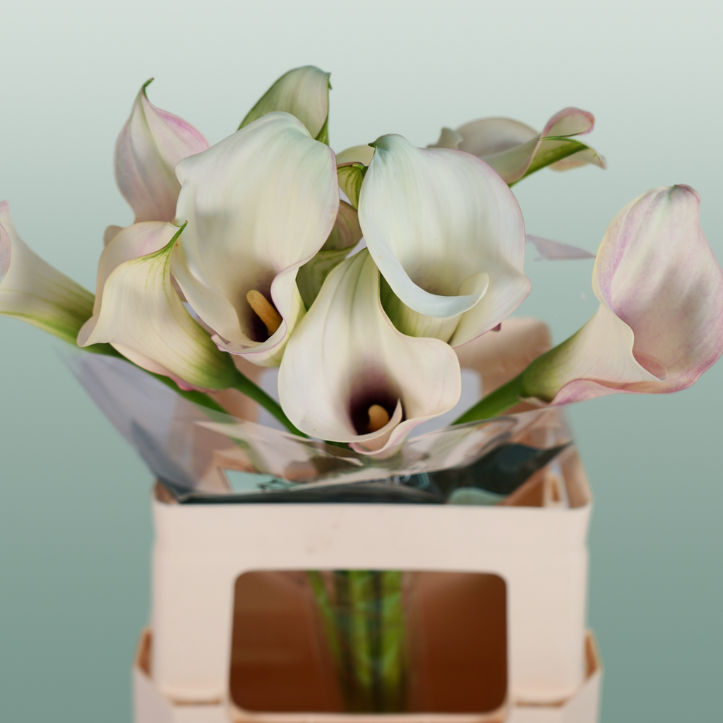 Calla Lily Blushing Lady