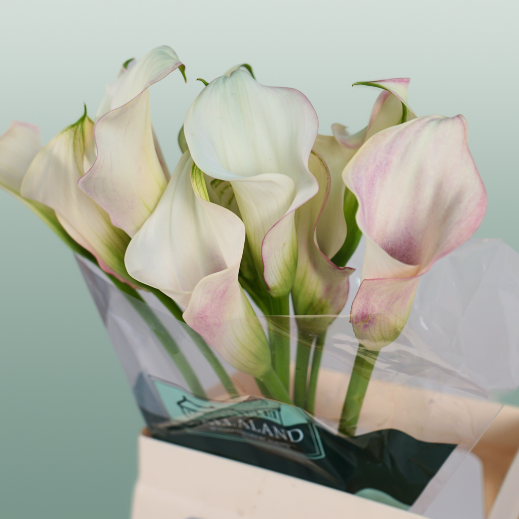 Calla Lily Blushing Lady