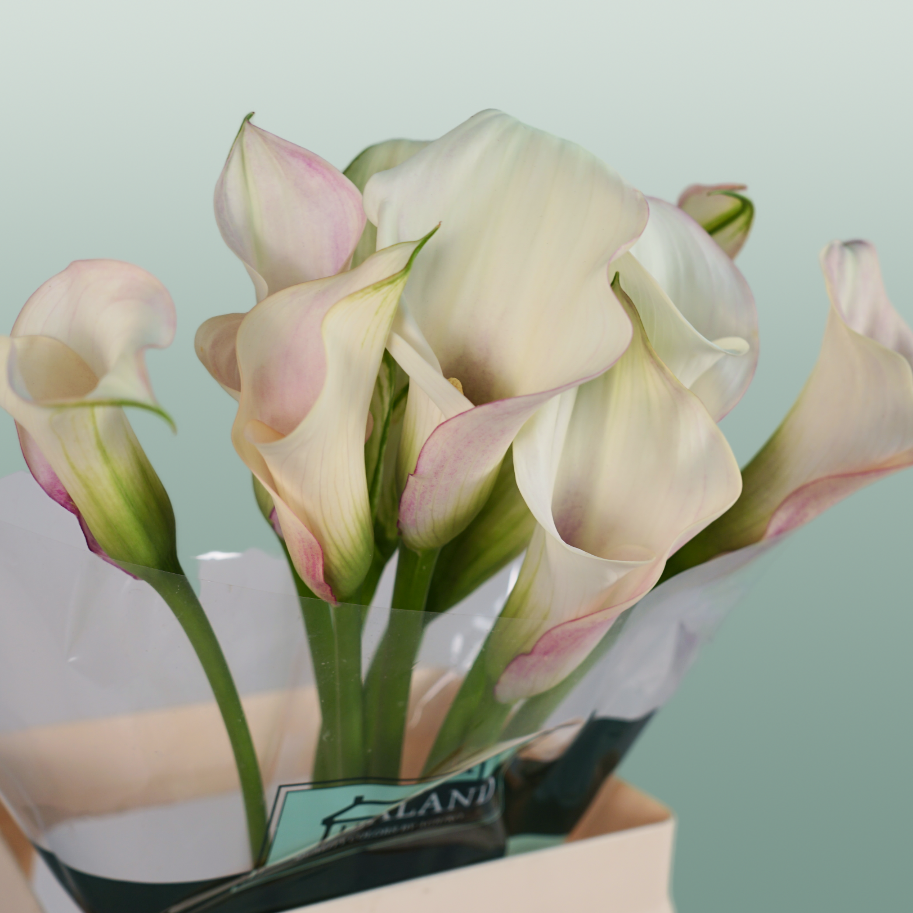 Calla Lily Blushing Lady