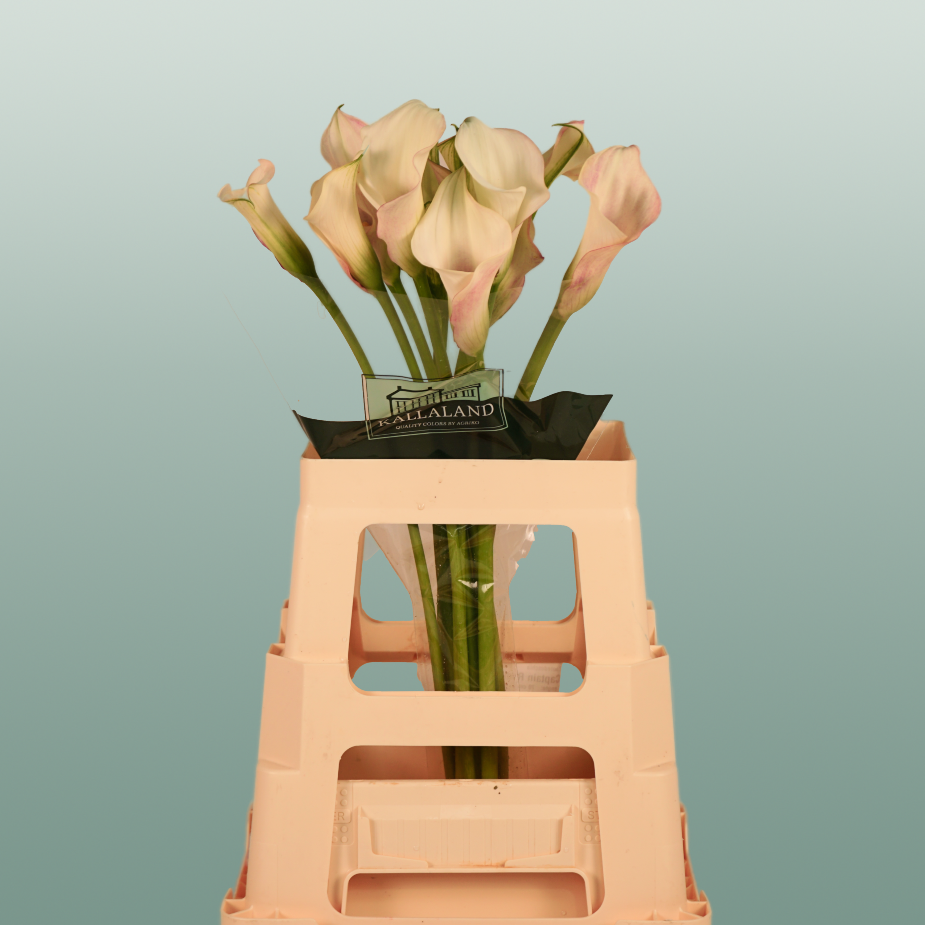 Calla Lily Blushing Lady