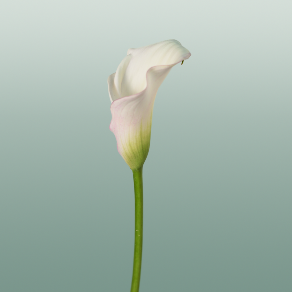 Calla Lily Blushing Lady