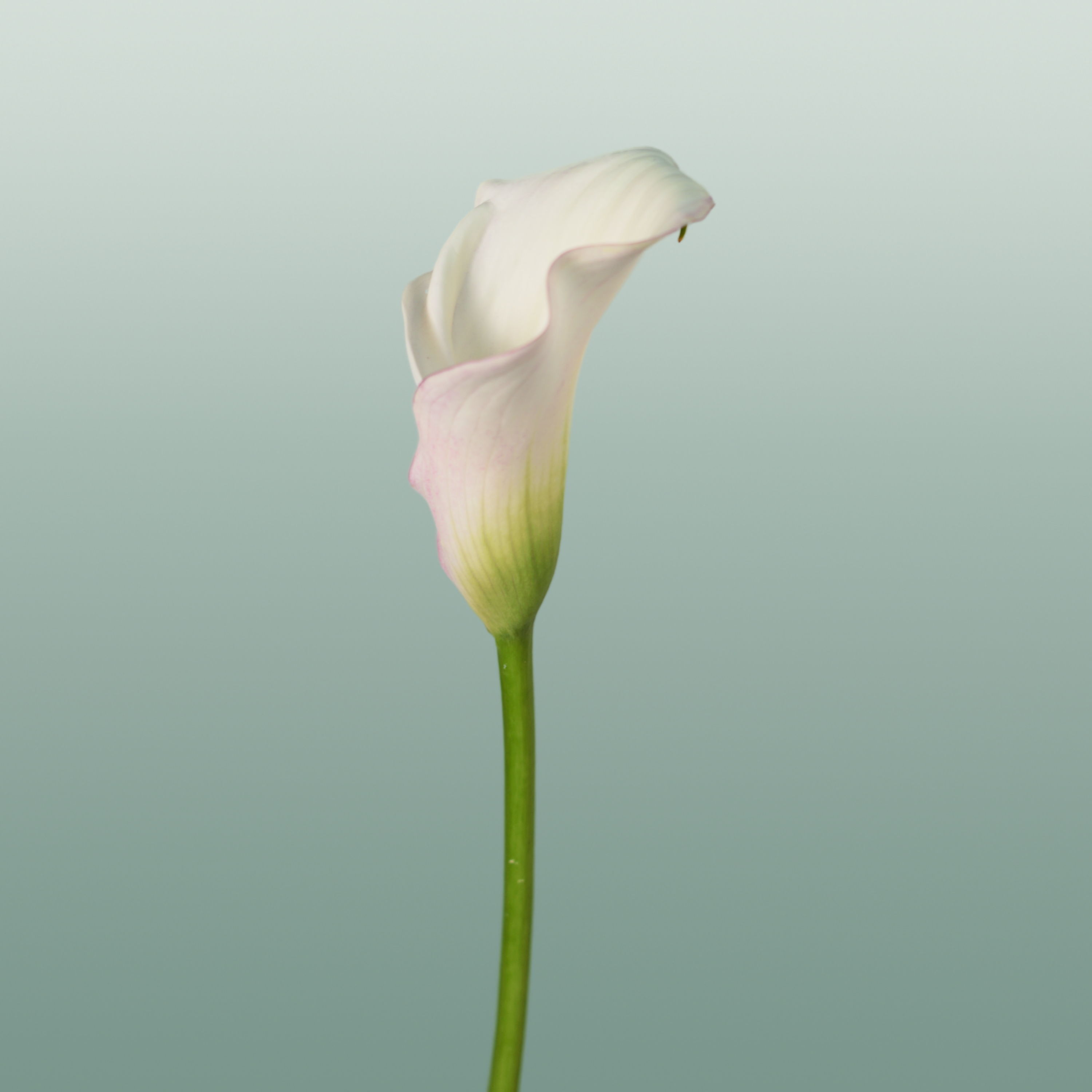 Calla Lily Blushing Lady