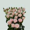 Spray Rose - Rosa - Bombastic