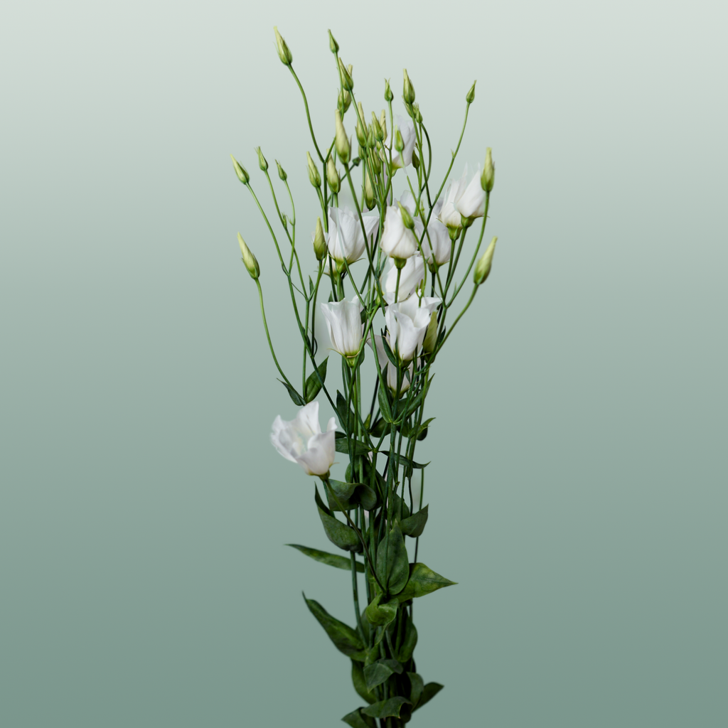 Lisianthus Botanic White