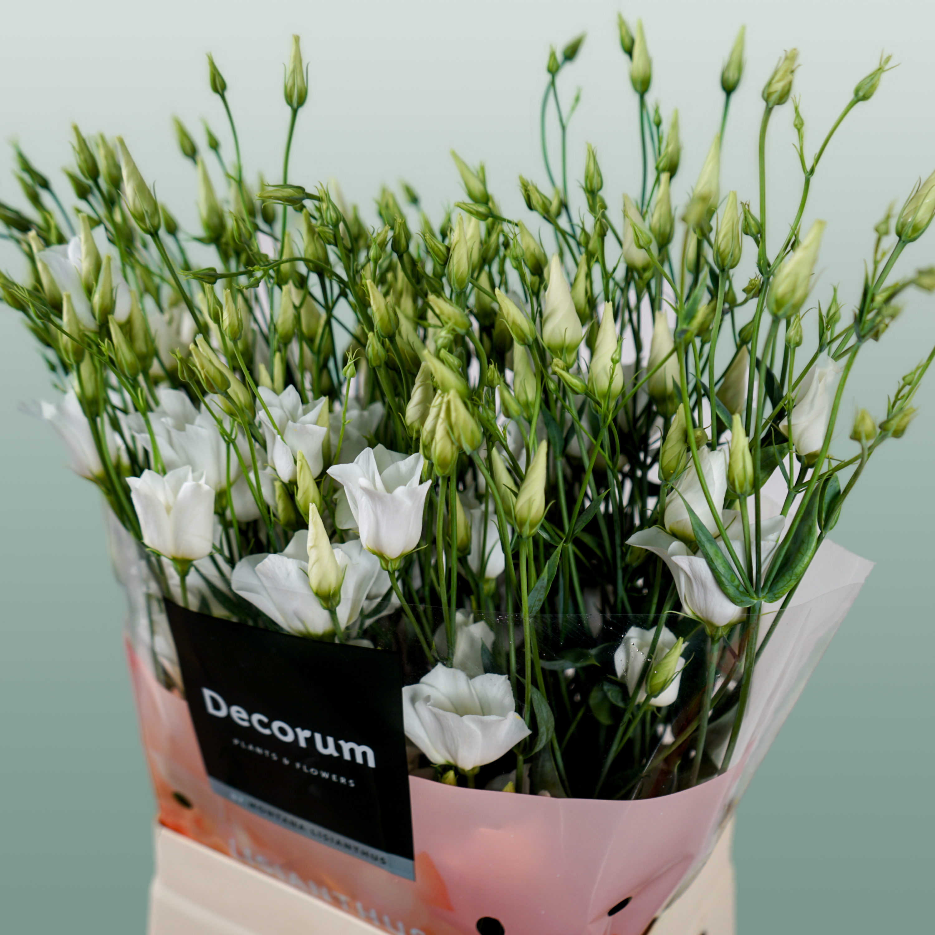Lisianthus Botanic White