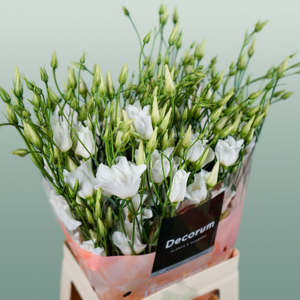 Lisianthus Botanic White